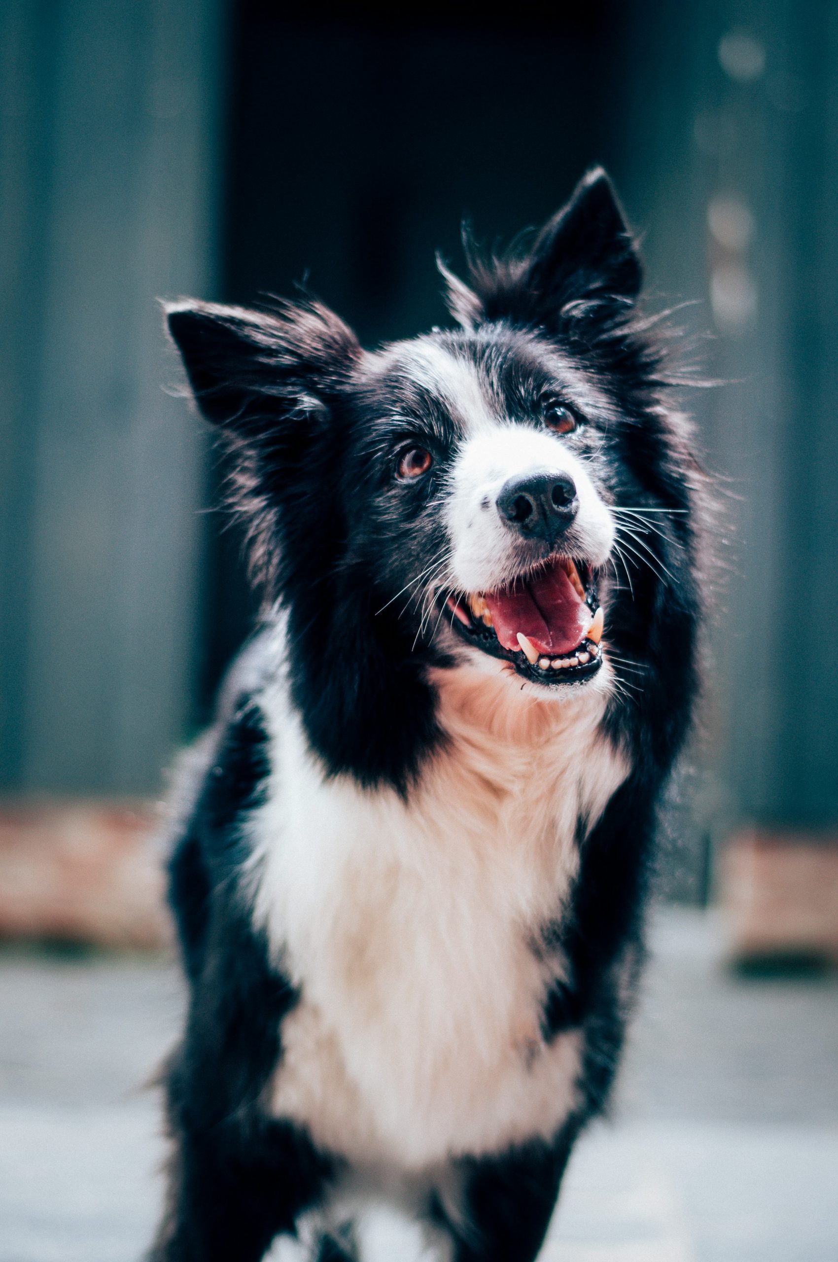 thedog2