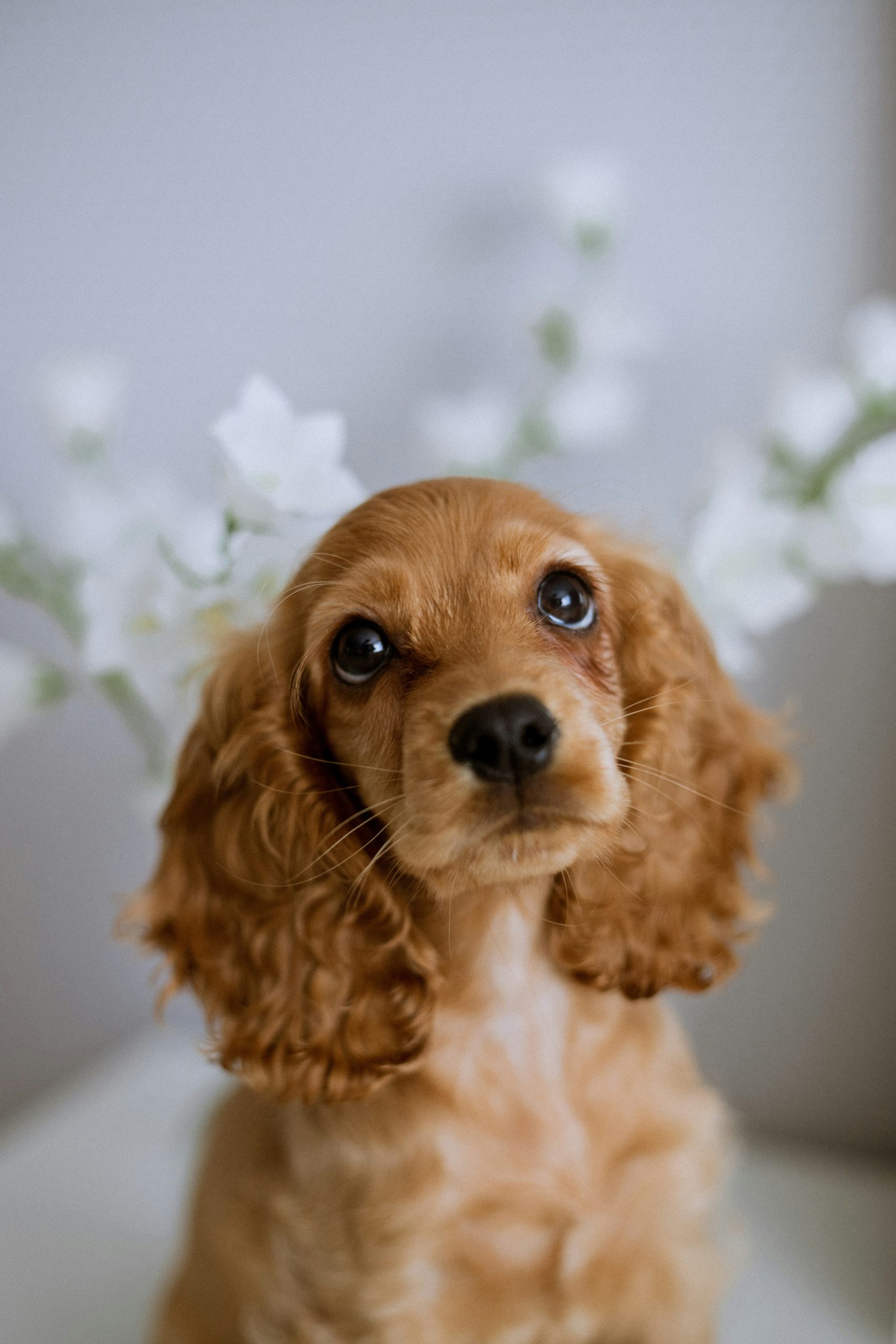 cute piesek