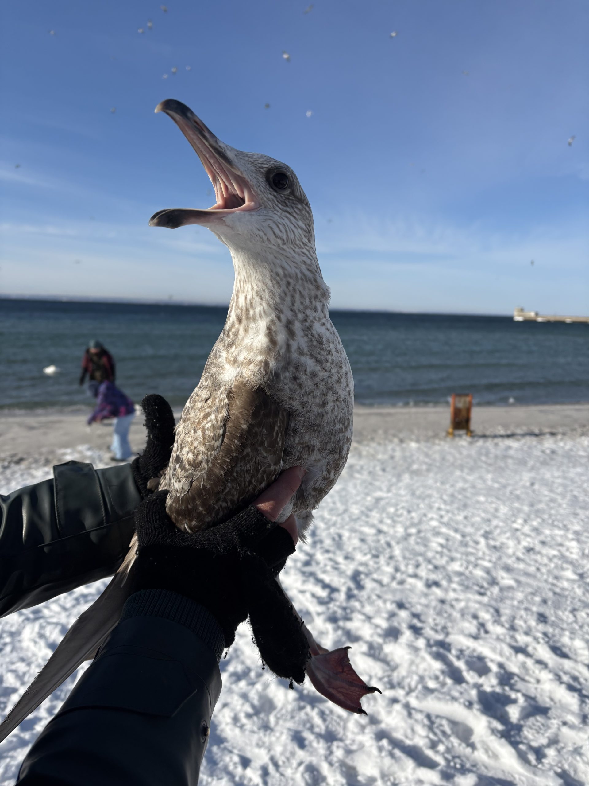 Na zdjęciu mewa na tle plaży. Mewa jest bezpiecznie trzymana w celu zaobrączkowania.